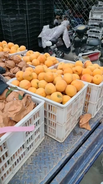 丰县黄桃