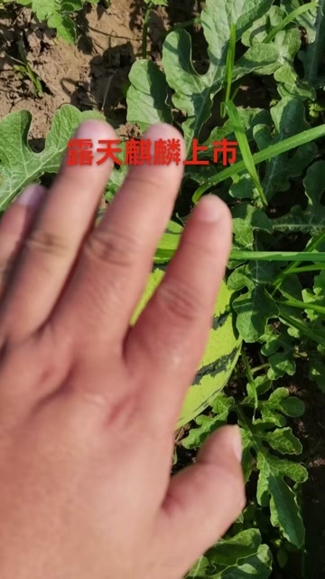 公安县美都露天有籽麒麟瓜
