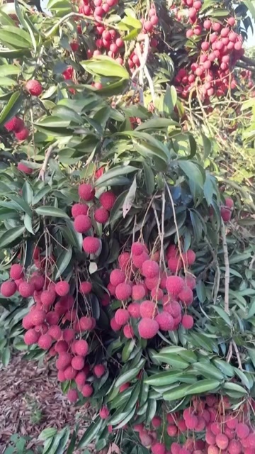 平和县荔枝
