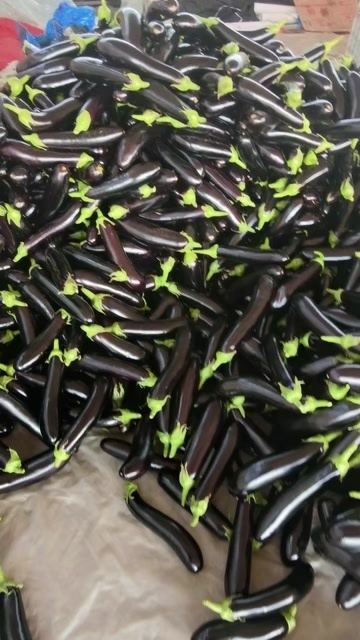 阳高县茄王