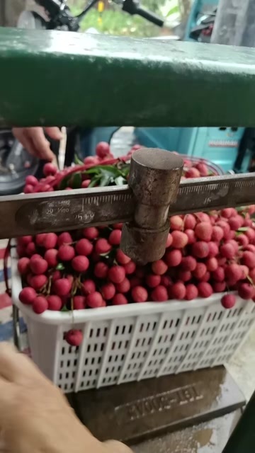 钦州黑叶荔枝