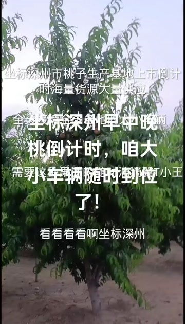 深州市深州早中晚桃，生产基地！