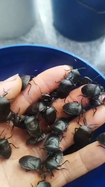九香虫