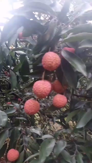 糯米糍桂味大量上市，果园自摘自销批发零售均可，