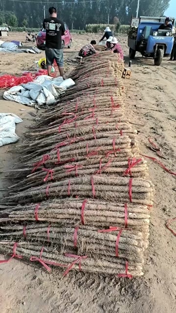 河南焦作红皮怀山药淮山药温县沙土铁棍山药新鲜批发产地直发代发
