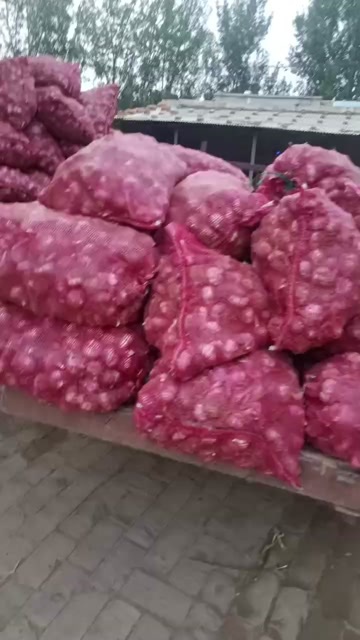 深州市深州紫皮杂交大蒜