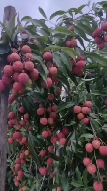 惠来县乌叶荔枝