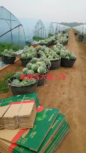固安县美都西瓜  产地河北固安精品西瓜