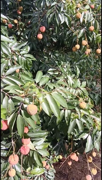 桂平市桂味荔枝，广西壮族自治区贵港市桂平市麻垌镇鹧鸪村