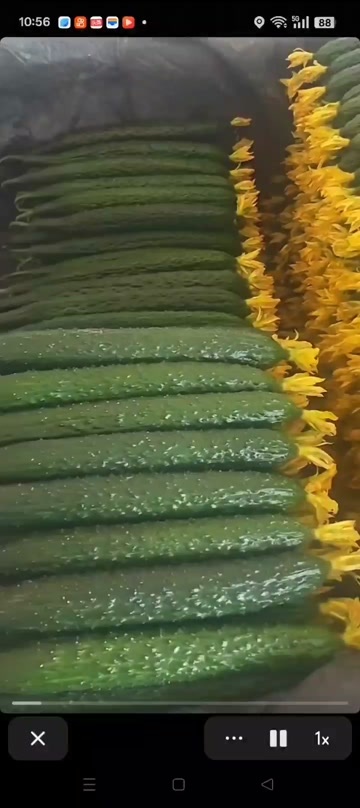 寿光市山东省寿光市 黄瓜新鲜采摘产地直发