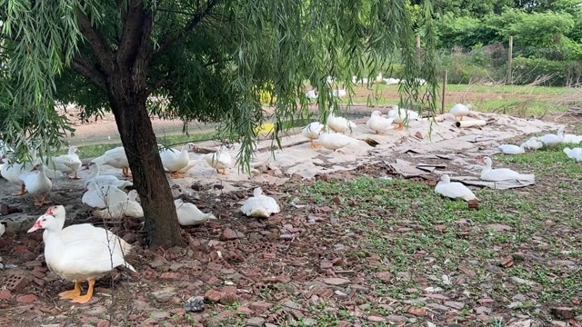 义乌市番鸭出售  量大的来