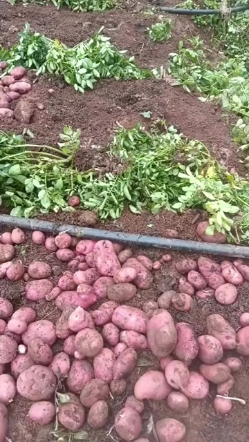 寻甸县云南昆明寻甸青薯9号土豆新鲜直供