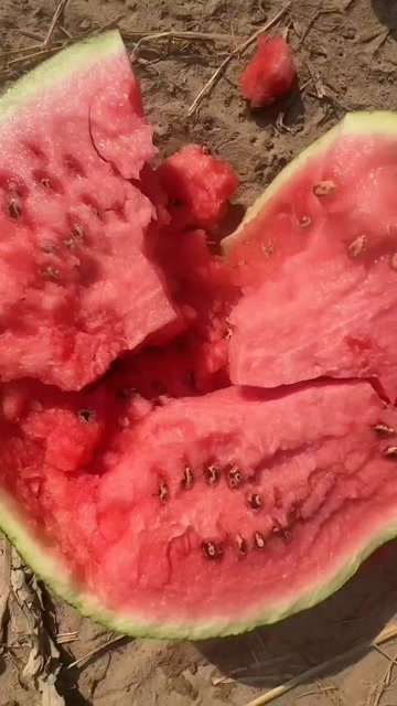 松滋市湖北荆州新鲜美都西瓜 有籽瓜果现摘现发松滋特产