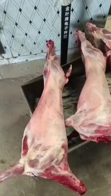 山羊绵羊烤全羊白条羊肉，每天现宰，保证新鲜带皮扒皮都有