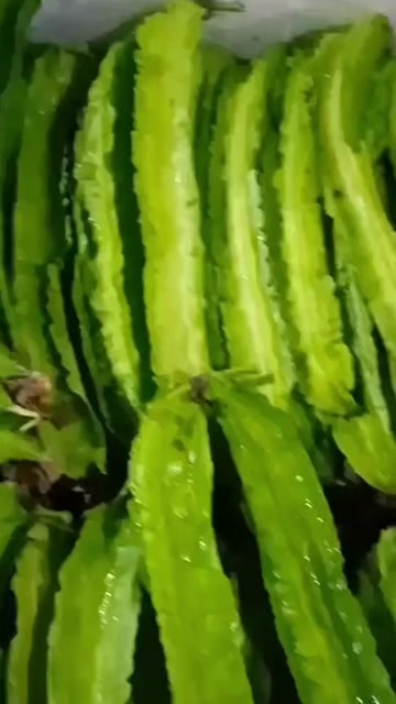 四棱豆，四角豆