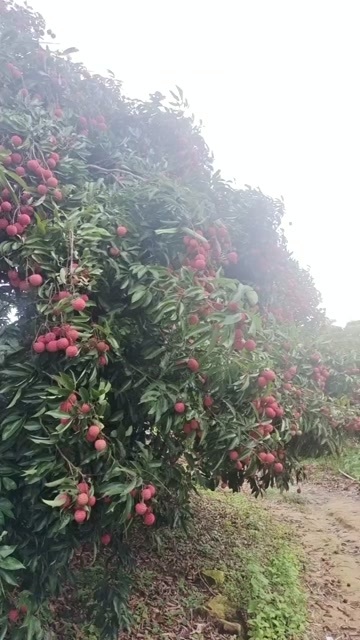 陆丰市荔枝大量上市了！产地广东汕尾，目前品种有黑叶，桂味，风花等！