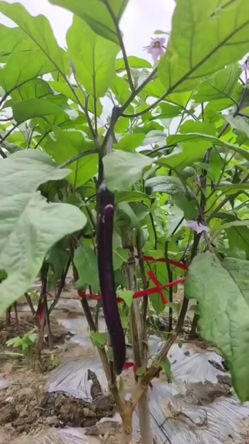 绩溪县田野线茄