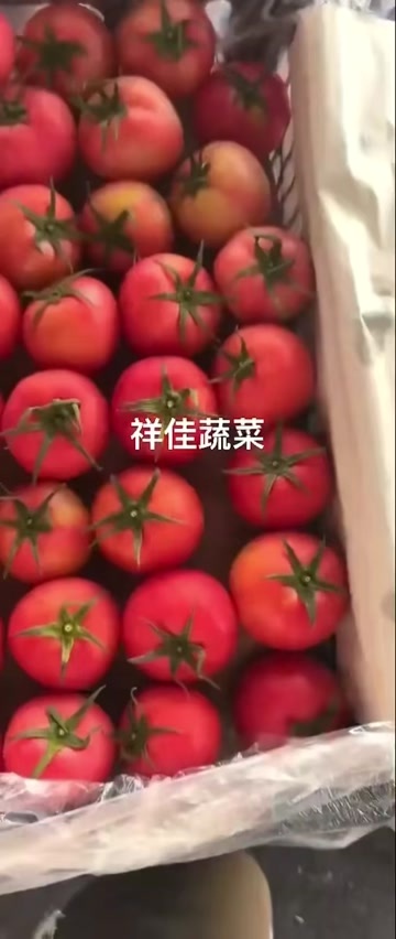 寿光市寿光高温大棚大红西红柿现采现发，可供出口，个大档口，商超