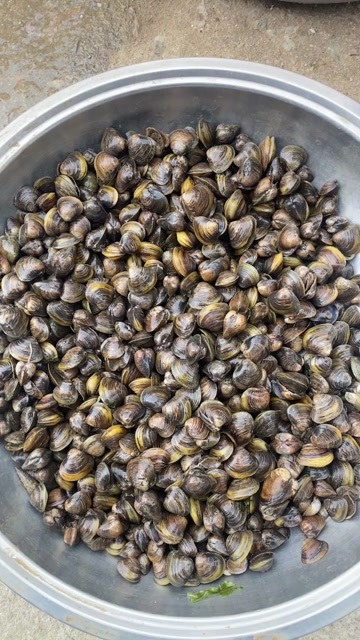 蚬子 花蚬子 小货 价格便宜