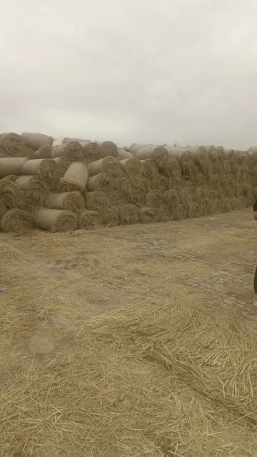 平罗县治沙草