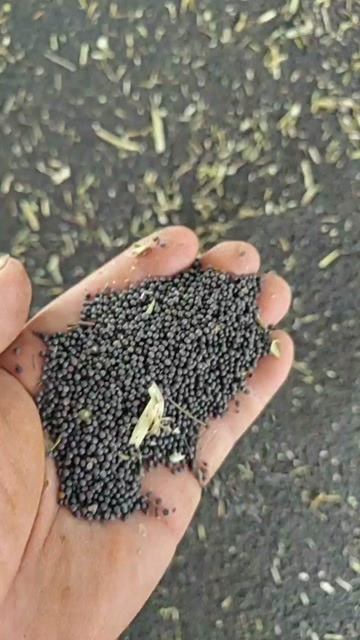 潜江市湖北优质油菜籽