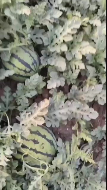唐山天津宁河西瓜大量上市，品种有，美都麒麟，猛虎，金城武，大圆