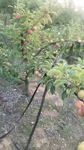 宜城市八宝丹