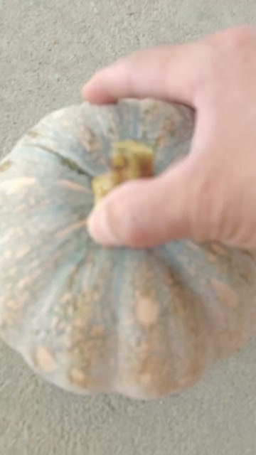 汉寿县盘龙204南瓜大量上市中。汉寿县新鲜蜜本南瓜批发