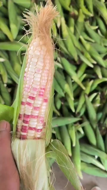 合浦县花糯玉米