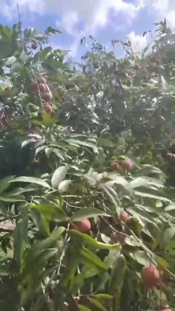 惠来县黑叶荔枝可以摘了需要的来