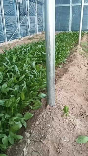 滦南县刚出棚的波菜新鲜