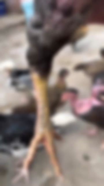 固始县自家养殖的斗鸡活禽现捕现发，有需要的可以联系