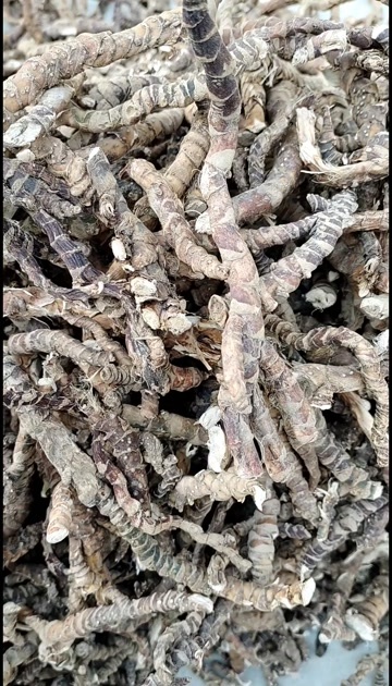 池州石菖蒲选货15斤（皖南货）视频是货品实拍
