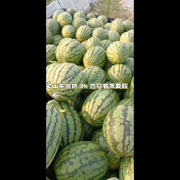 潍坊山东潍坊 2k 西瓜