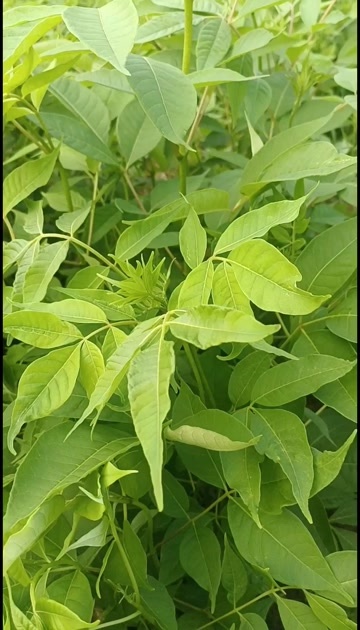 隆回县黄柏苗（幼苗）