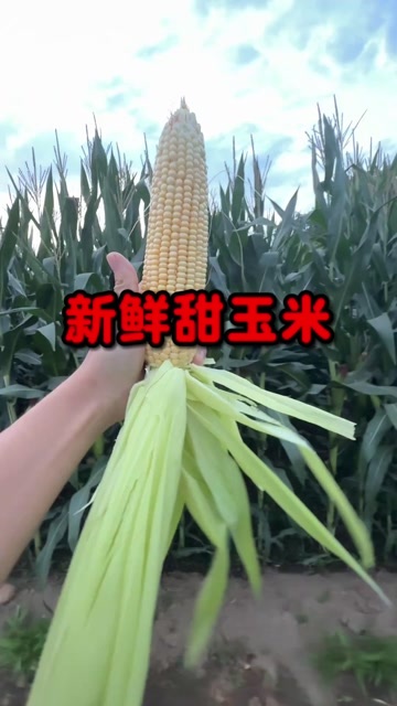 三台县甜玉米