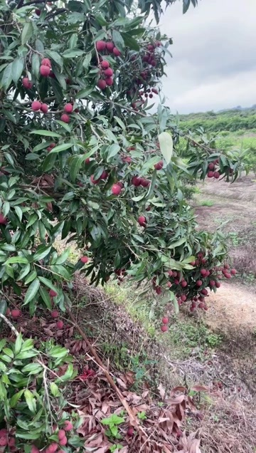 惠来县广东揭阳黑叶荔枝价格优惠