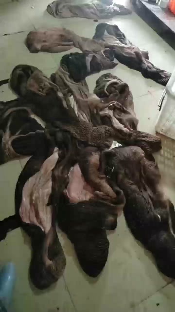 云南昆明新鲜牛肚 牛副产品优质货源 直供批发