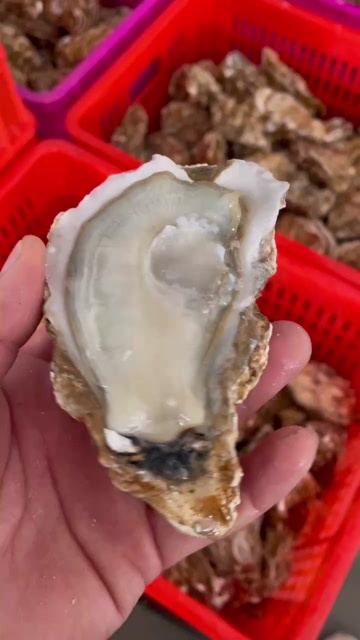 连云港鲜活乳山生蚝批发海蛎子牡蛎餐饮烧烤摆摊高压锅生蚝专用