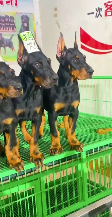 嘉祥县德系杜宾犬