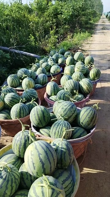 东台市无籽西瓜