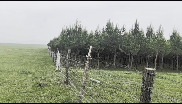 4-5米樟子松，2010年种植。