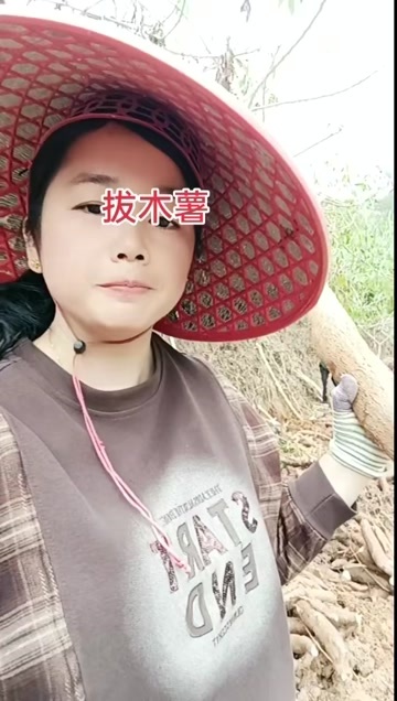 广西黄心木薯，华南 9 号品种，种植户直接发货