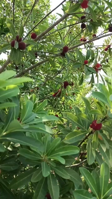 南陵县东魁杨梅自家种植，欢迎订购