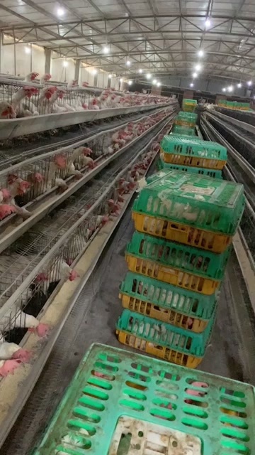 高州市罗曼灰品种，毛衣靓均重3.8斤