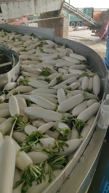 定边县精品榆林货，三四五各种规格