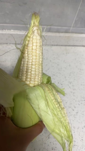 泸州玉米