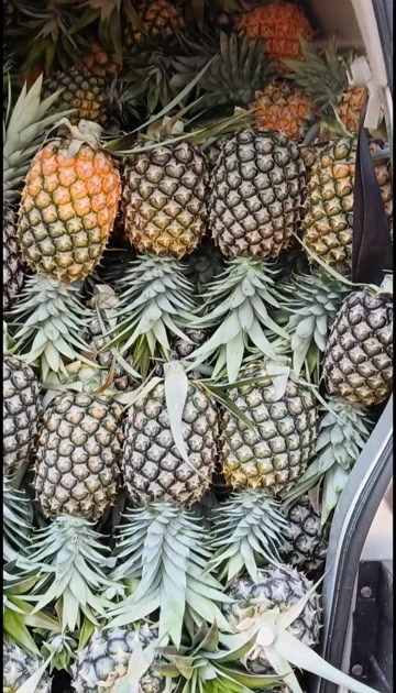西双版纳无眼凤梨自产自销，有需要的老板可以联系无中间商赚差价