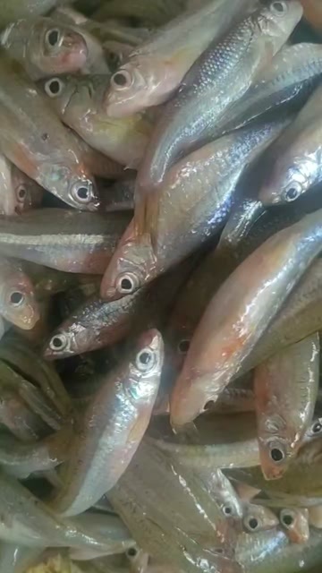 大眼睛鱼