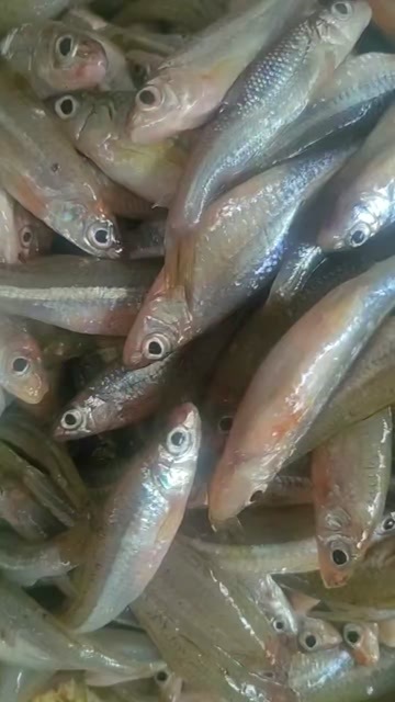 黑河大眼睛鱼